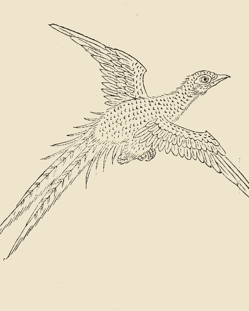 Woodblock print from the Gujin Tushu Jicheng showing Jingwei, a patterned bird in flight